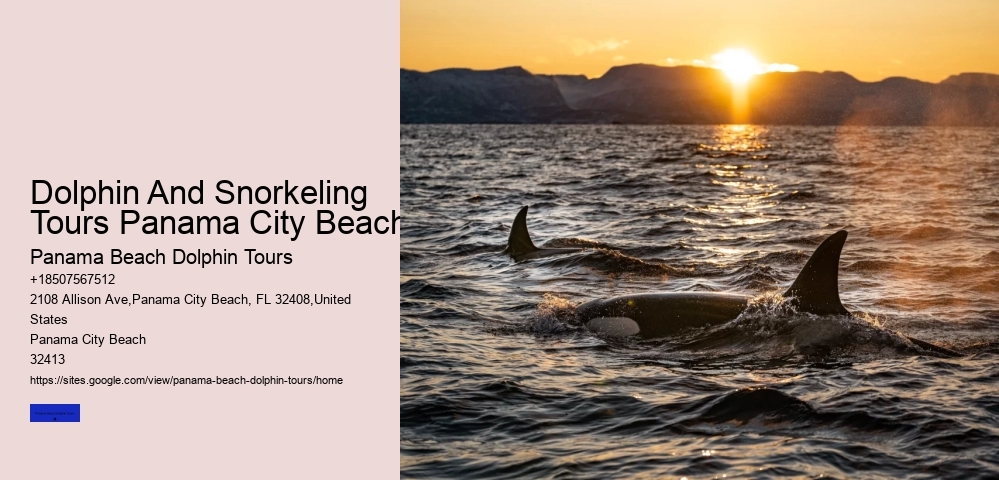 Dolphin And Snorkeling Tours Panama City Beach