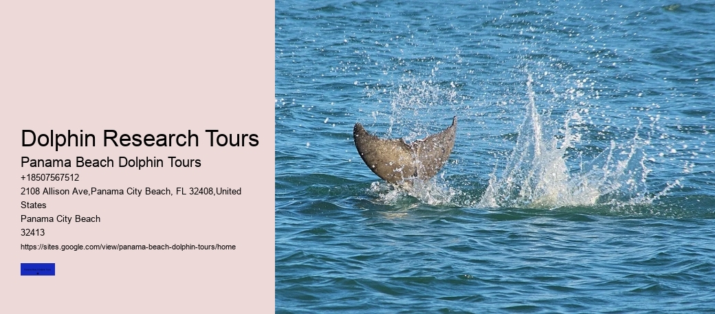 Dolphin Research Tours
