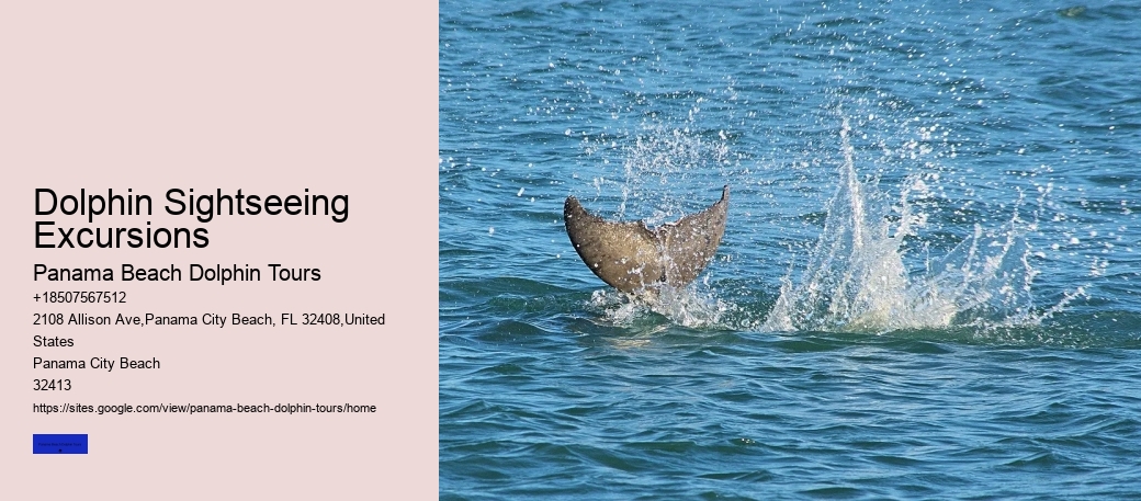 Dolphin Sightseeing Excursions