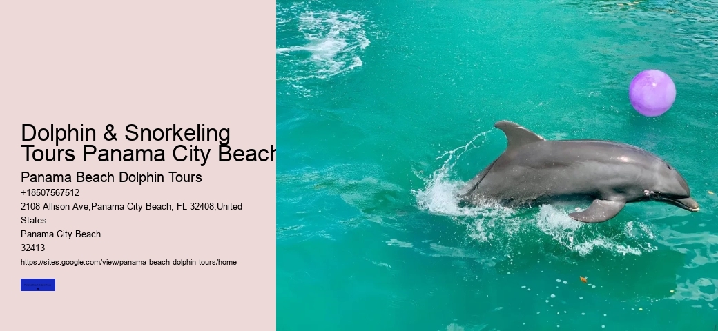 Dolphin And Snorkeling Tours In Panama City Beach