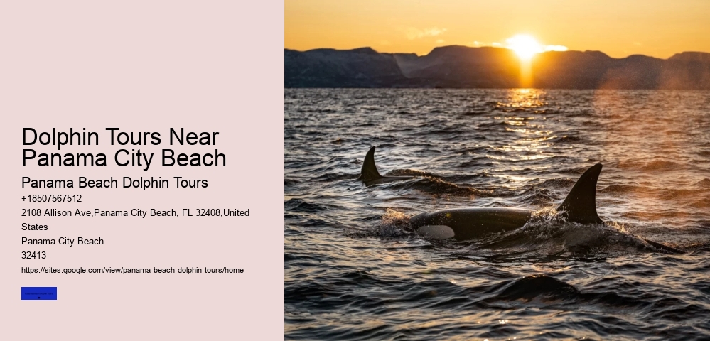 Dolphin Tours Near Panama City Beach