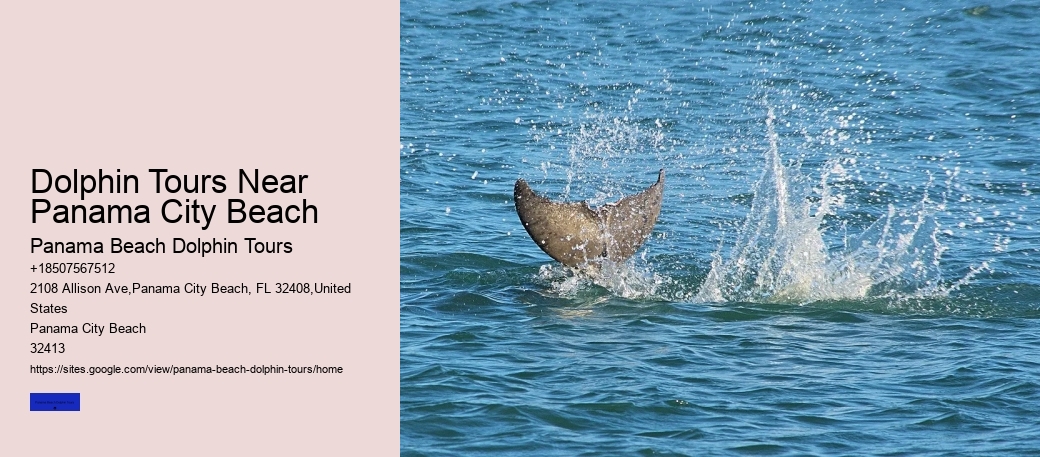 What Time Of Year Are Dolphins At Panama City Beach