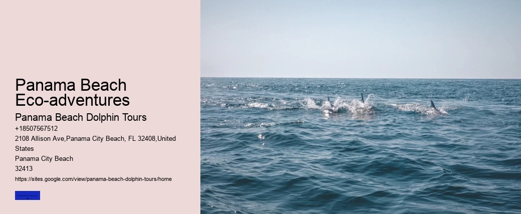 Best Dolphin Tours In Panama City Beach