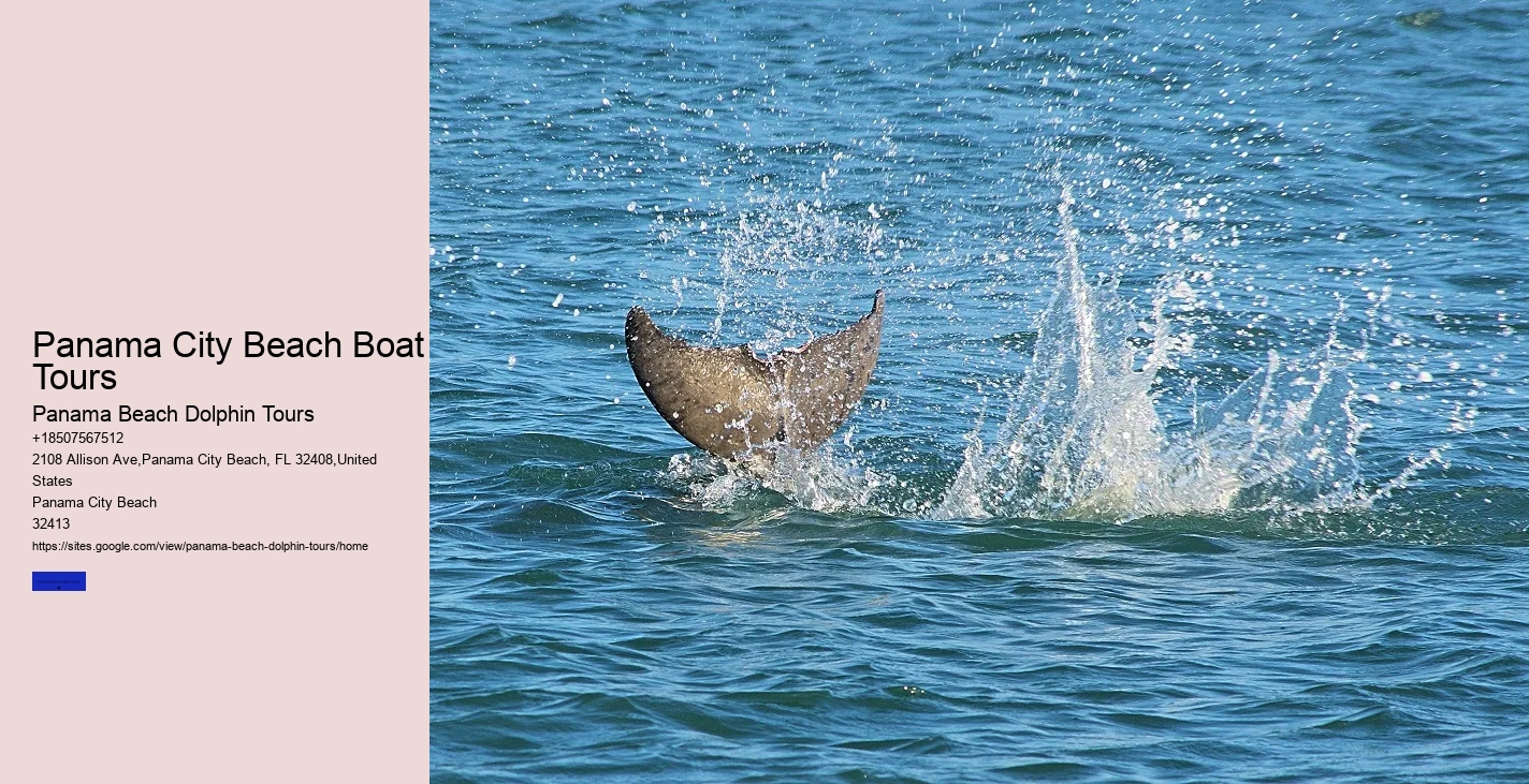 What Is The Difference Between Dolphin Encounter And Dolphin Swim