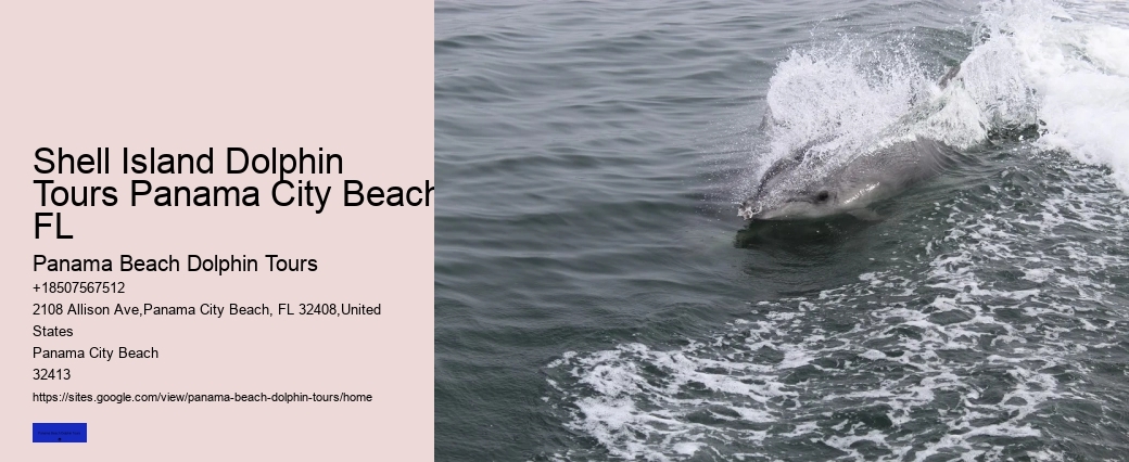 Dolphin Tours And Shell Island Panama City Beach