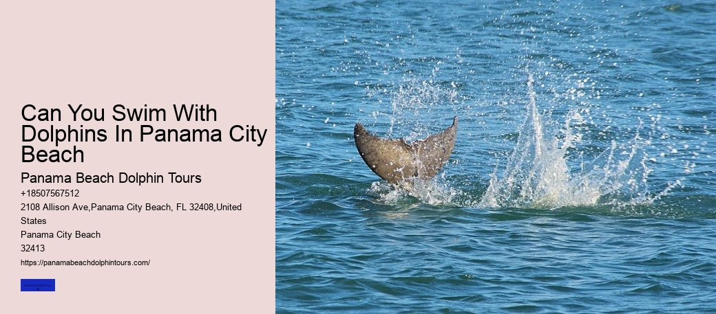 Can You Swim With Dolphins In Panama City Beach