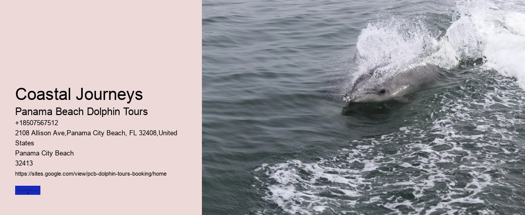 5 Things You Should Know Before Swimming With Dolphins In Cancun