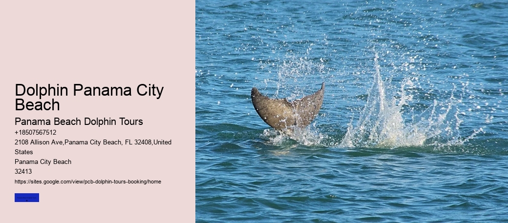 Dolphin Panama City Beach