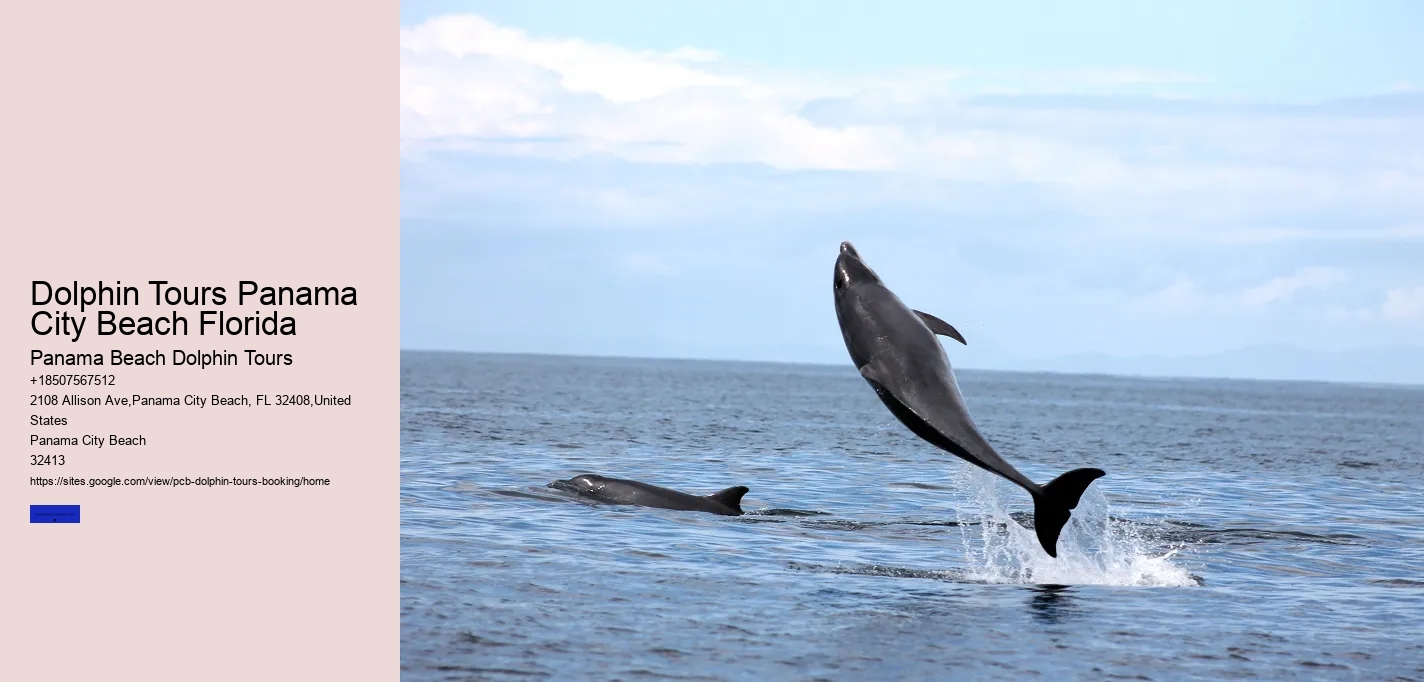 Dolphin Tours Panama City Beach Florida