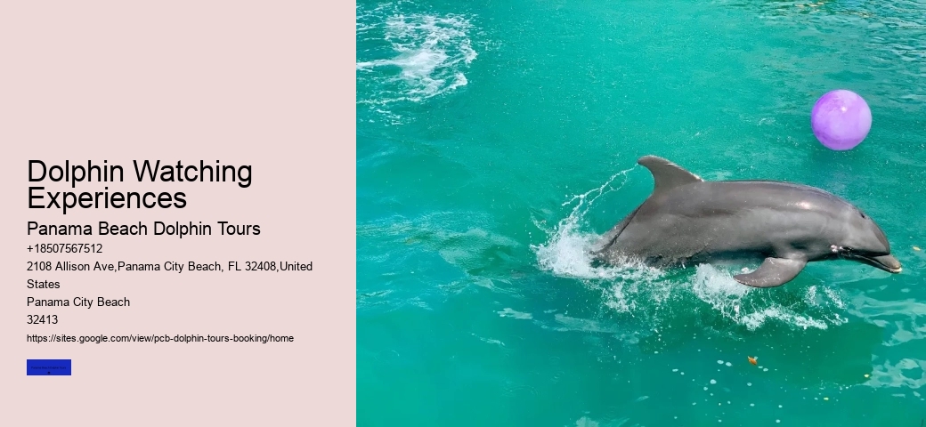 About Shell Island & Dolphins