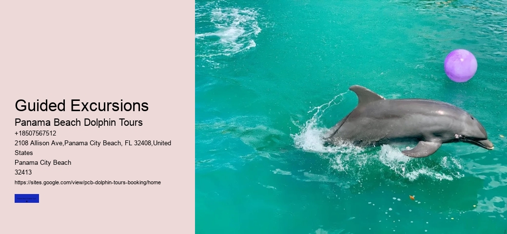 Appreciating Dolphins