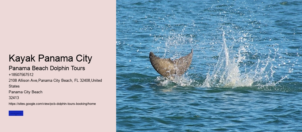 City Beach Dolphin Tours