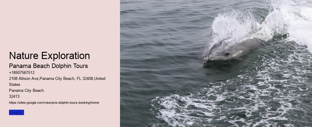 Do You Need To Know How To Swim To Swim With Wild Dolphins