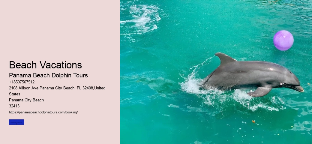 What Is The Difference Between A Dolphin Encounter And A Dolphin Swim
