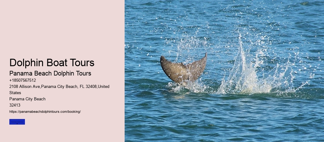 Dolphin Boat Tours