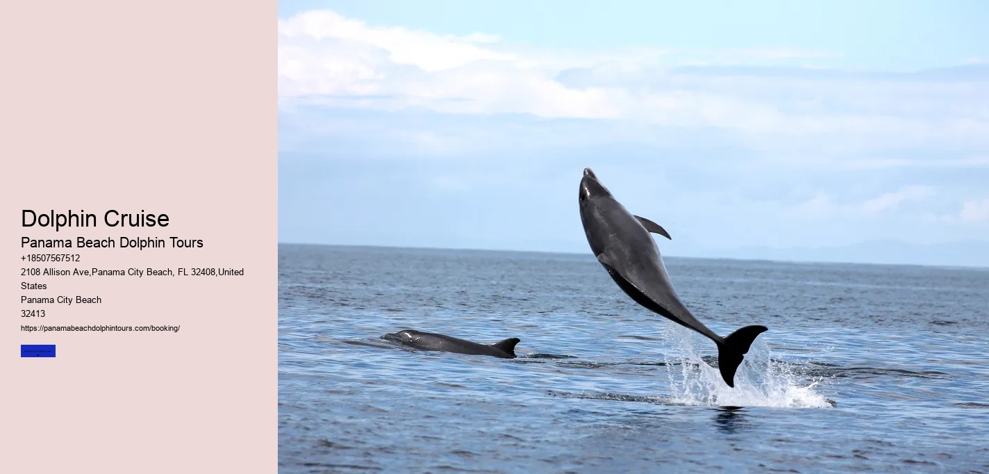 Dolphin Cruise