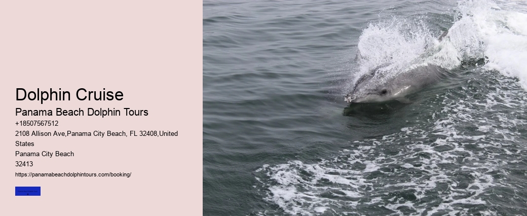 What Time Of Day Are Dolphins Most Active