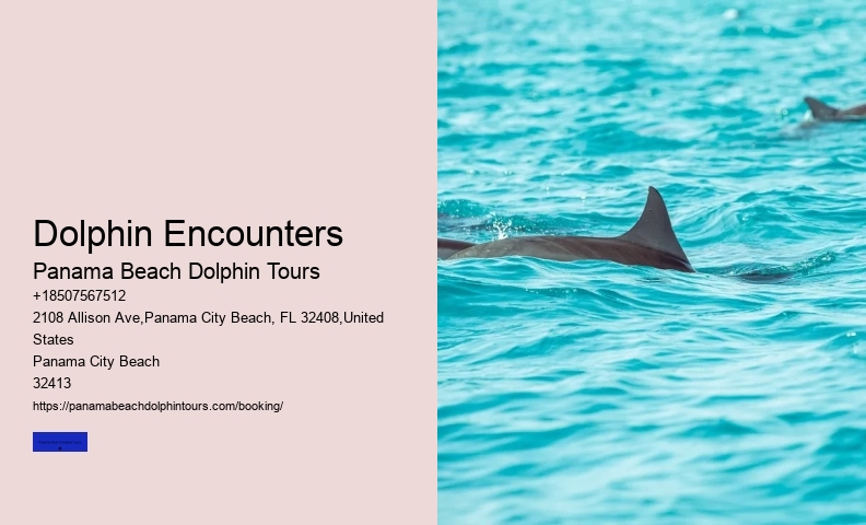 Can You Swim With Dolphins In Panama Beach Florida