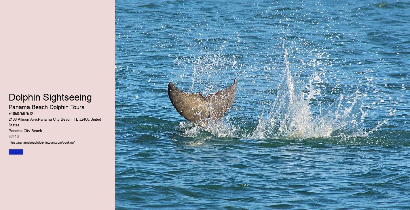 What Is A Belly Ride With A Dolphin