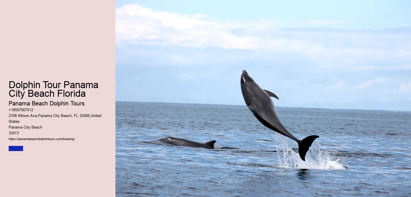 Dolphin Tour Panama City Beach Florida