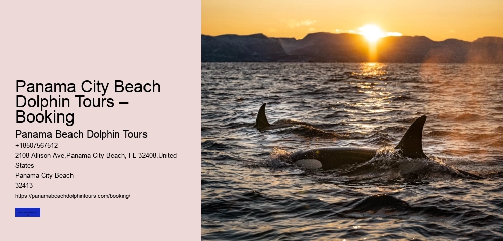 Panama City Beach Dolphin Tours – Booking