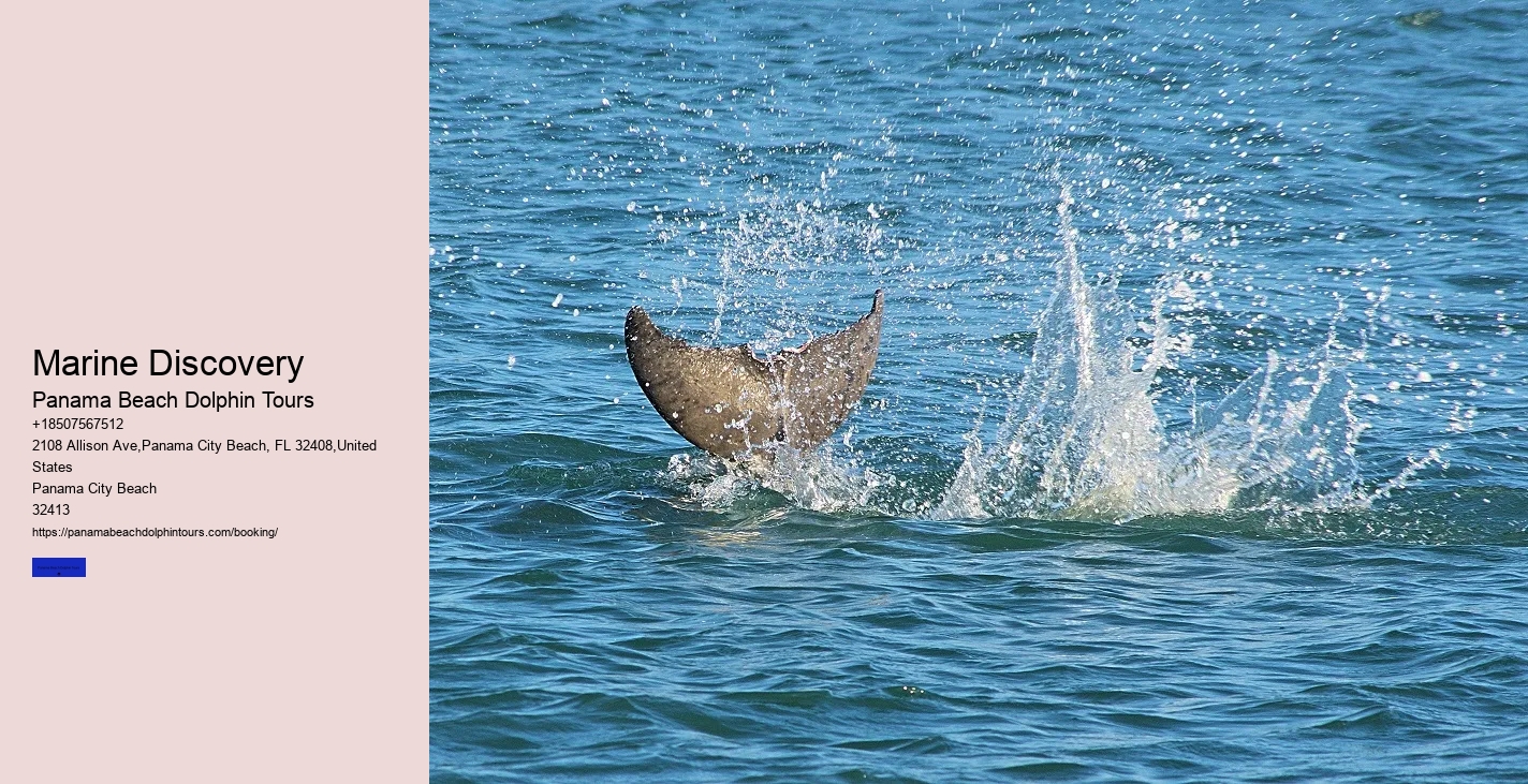 Do Dolphins Have A Dark Side