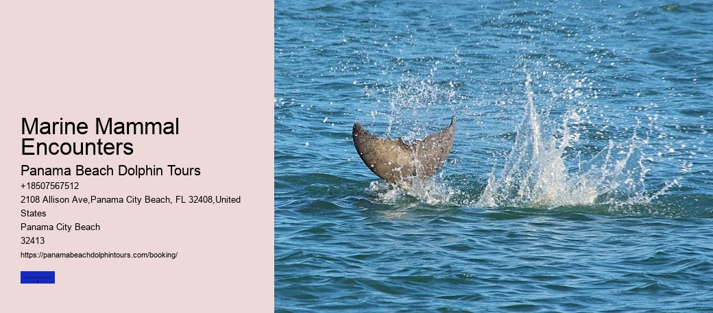 Marine Mammal Encounters