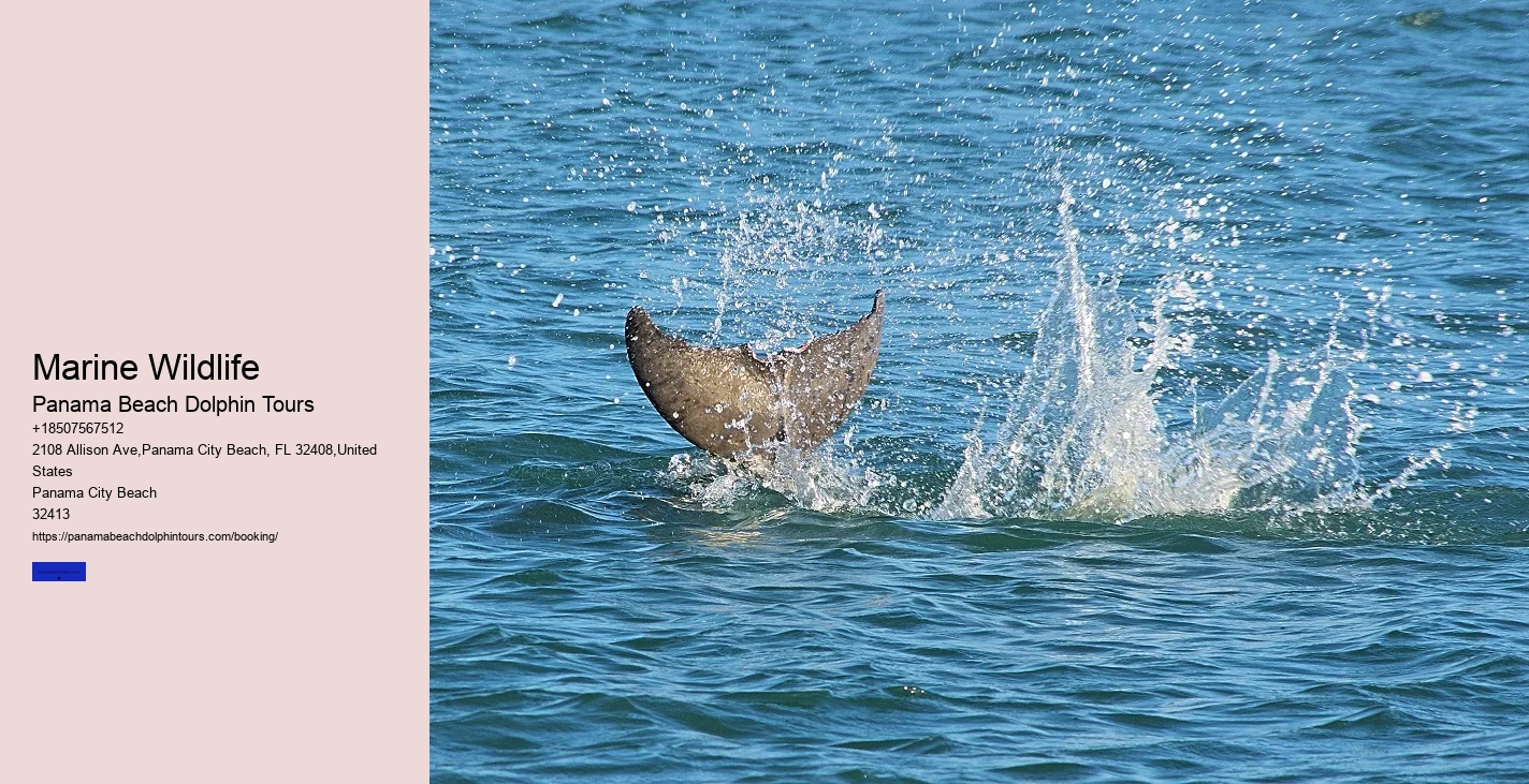 What Does It Mean When Dolphins Swim Around You