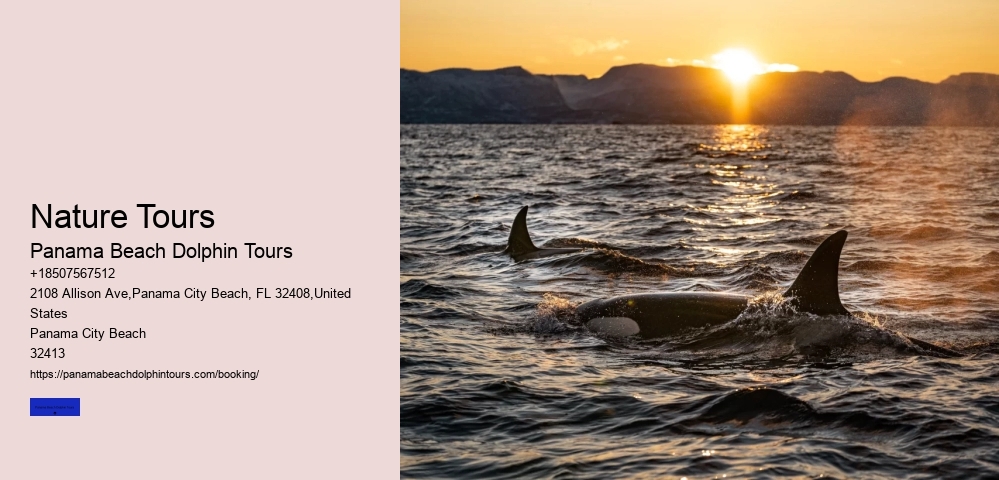 What Should You Not Do While Swimming With Dolphins