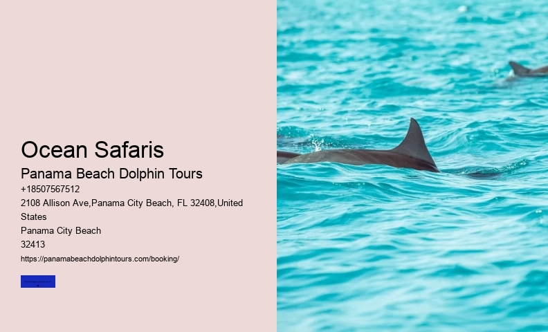Which Beach Has The Most Dolphins
