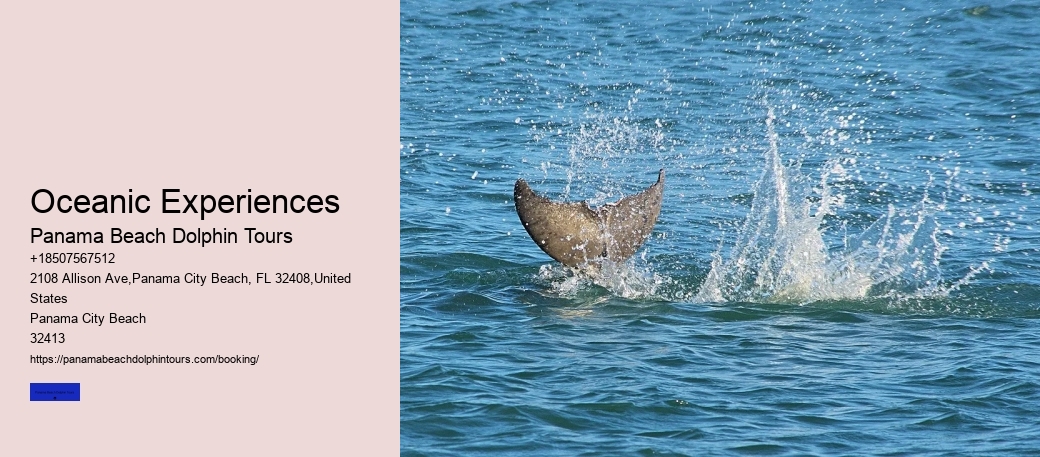 How Much Does It Cost To Swim With Dolphins In Panama City Beach