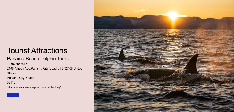 Best Panama City Beach Dolphin Tours Booking