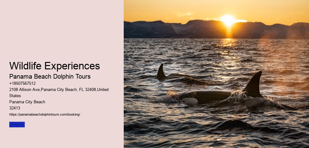 Wildlife Experiences